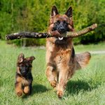 funny dog