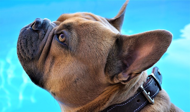 dark  brown french bulldog