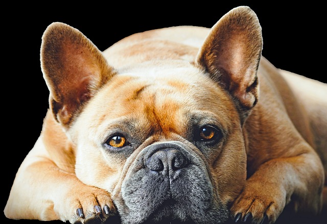 dark  brown french bulldog