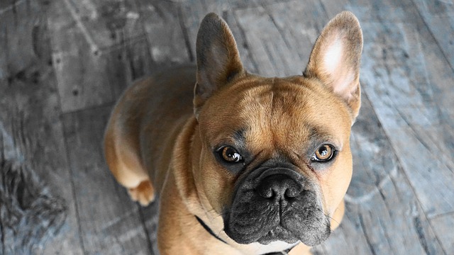 dark  brown french bulldog