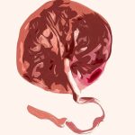 Est-il sécuritaire de manger votre placenta ?
