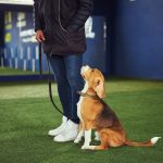 dog training boarding school