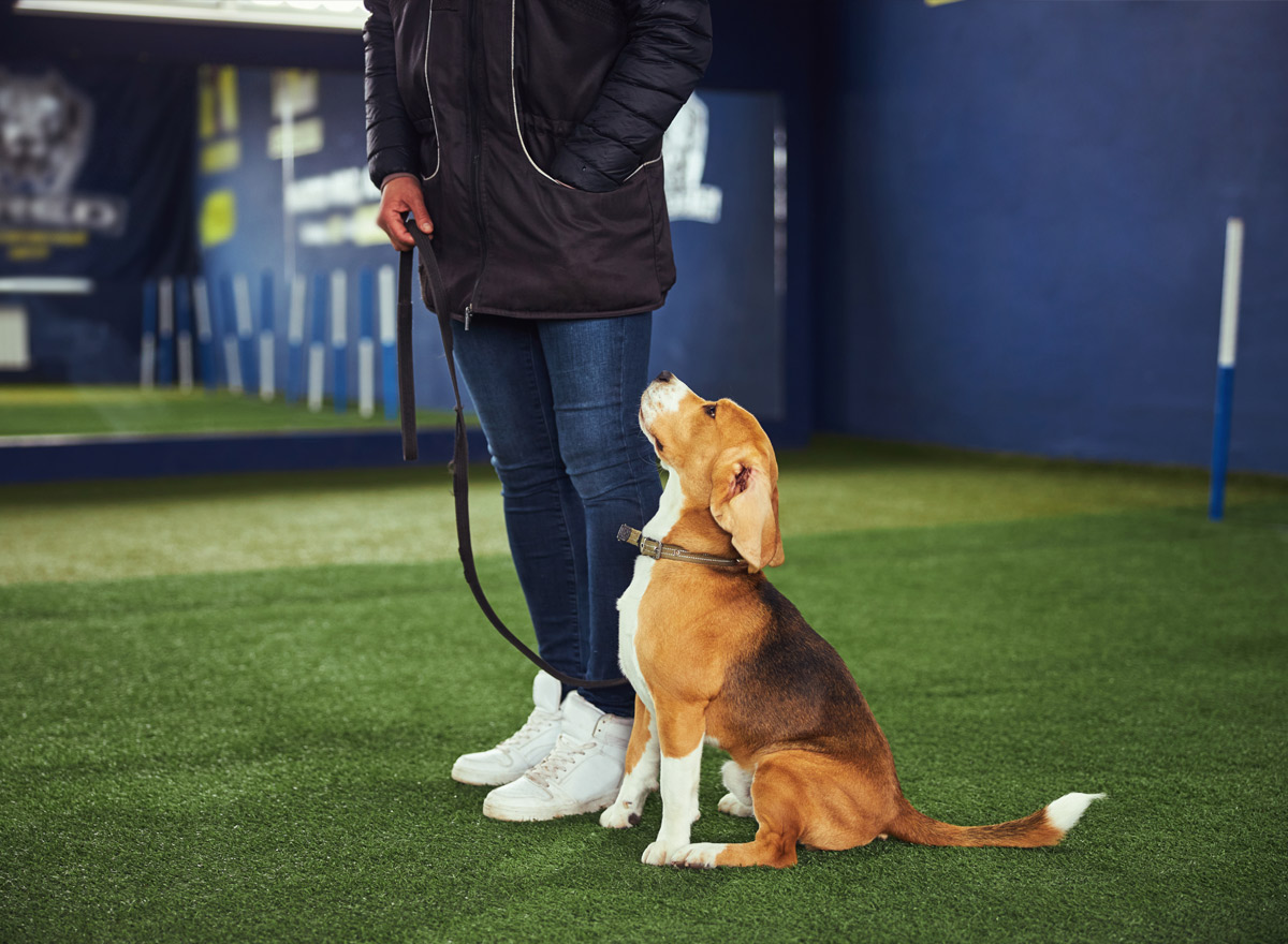 dog training boarding school