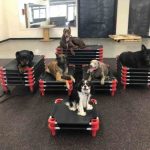 board and train dog