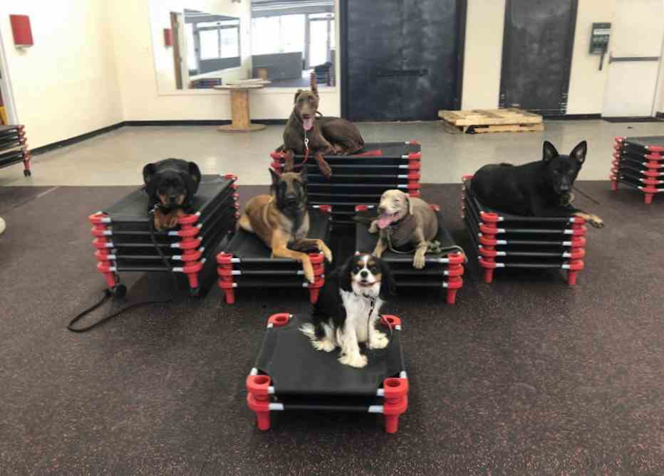 board and train dog