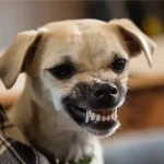 why does my dog growl when i pet him