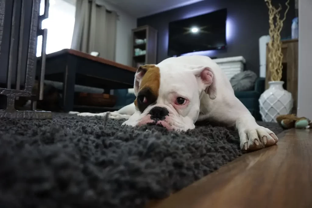 Can a Board and Train Program Help Your Aggressive Dog?