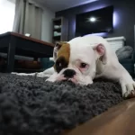 Can a Board and Train Program Help Your Aggressive Dog?
