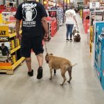 are dogs allowed in home depot