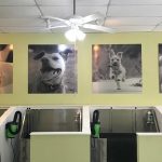 Unleashing Convenience: A Guide to Self-Service Dog Washes