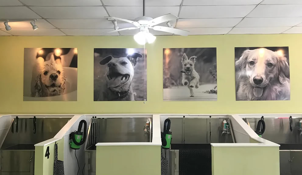 Unleashing Convenience: A Guide to Self-Service Dog Washes