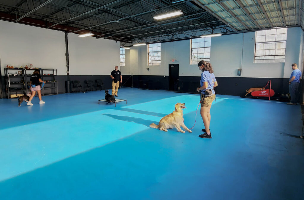 dog train and board