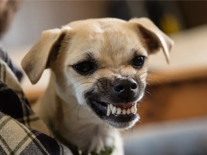 why does my dog growl when i pet him