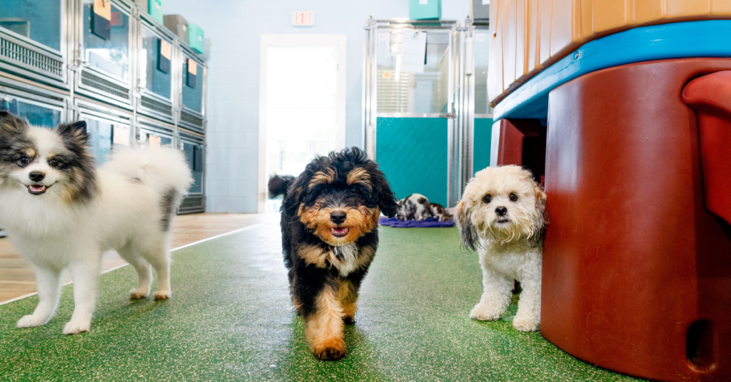 dog boarding tallahassee