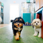 dog boarding tallahassee