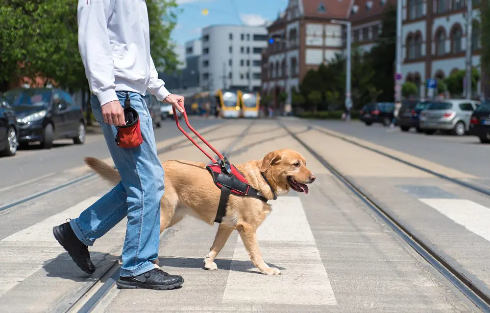 Dogs in lowes: Leash or Leave It?