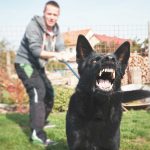 aggressive dog trainer