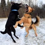 Finding the Right Trainer for Your Aggressive Dog