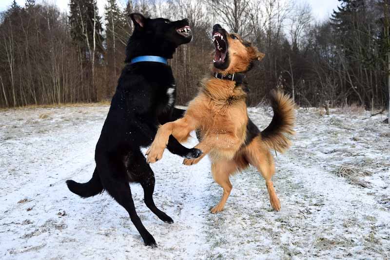 Finding the Right Trainer for Your Aggressive Dog