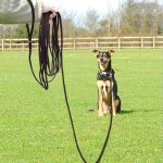 Unleashing Potential: Mastering Long Leash Dog Training