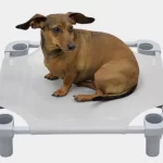 Unleashing Success: The Power of the Dog Training Place Board