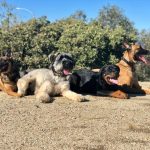 board and train dogs