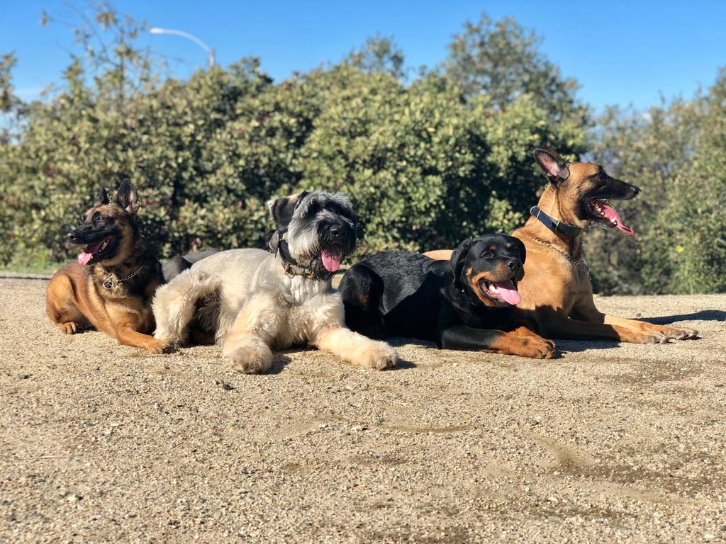 board and train dogs