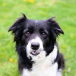 alpha and omega dog training