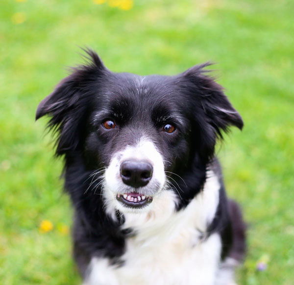 alpha and omega dog training