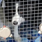 crate training a dog with separation anxiety