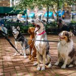 Unleashing Potential: A Guide to Gold Star Dog Training