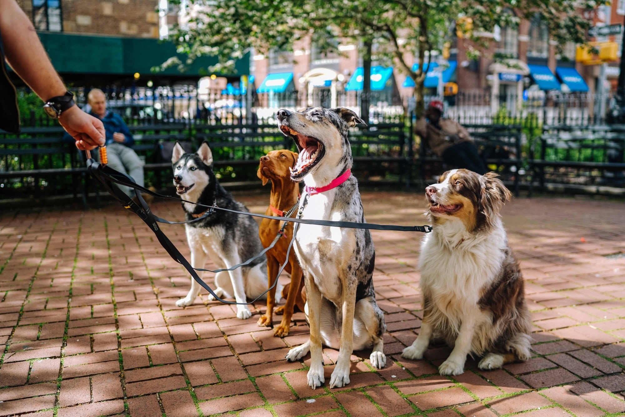 Unleashing Potential: A Guide to Gold Star Dog Training