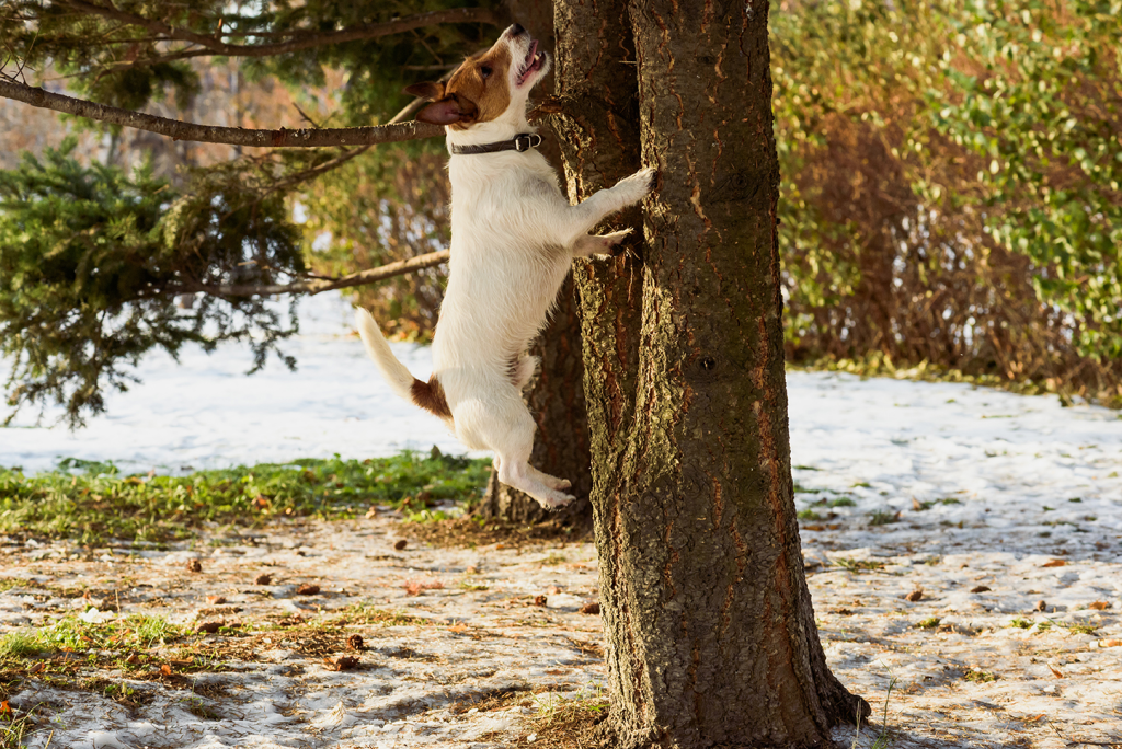 Unleashing the Hunter Within: A Guide to Squirrel Dog Training