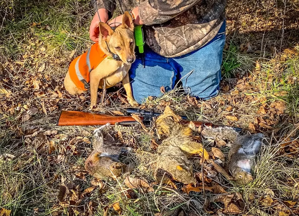 Turning Your Pup into a Pro: A Guide to Training Squirrel Dogs