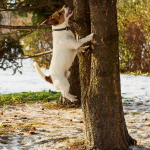 Unleashing the Hunter Within: A Guide to Squirrel Dog Training