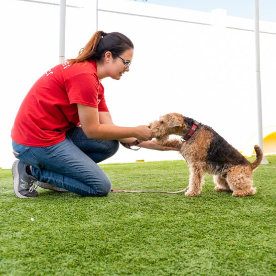 3 week dog training camp