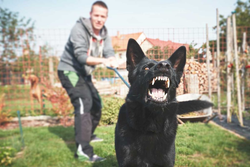 When Training Turns Tense: Understanding Dog Trainer Aggression