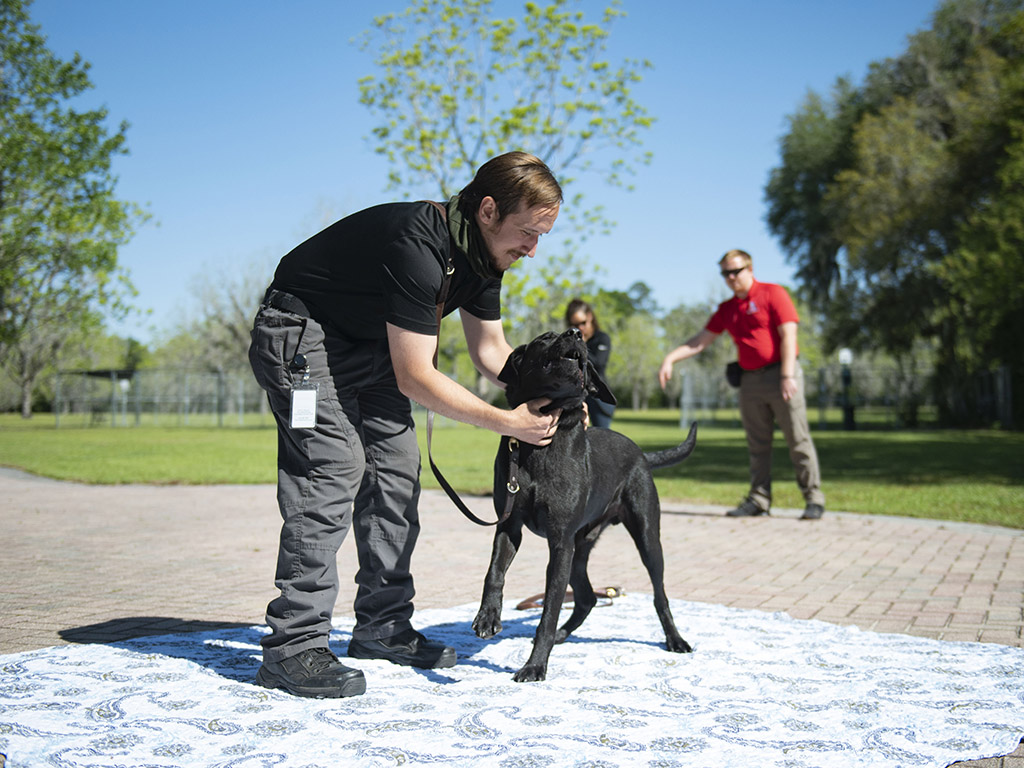dog trainer apprentice