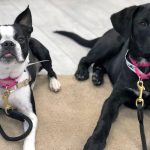 dog day training
