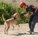Rescue Trained Dogs: Loyal Companions, Lifesaving Partners