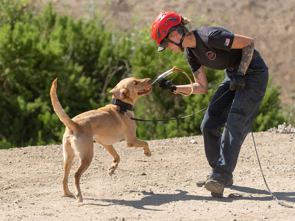 Rescue Trained Dogs: Loyal Companions, Lifesaving Partners