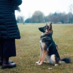 4 quadrants of dog training