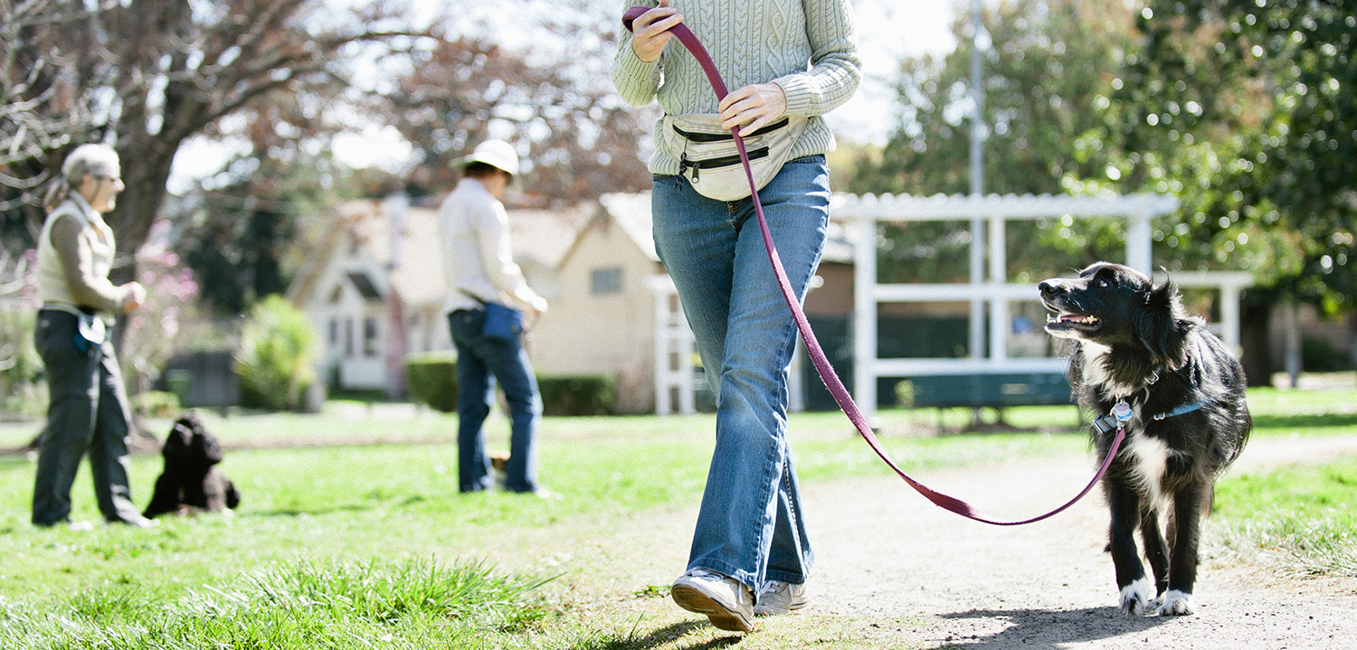 Creating Harmony: A Guide to Positive Dog Training