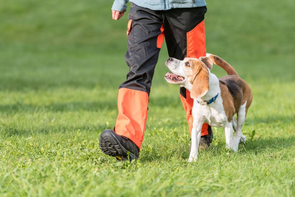 one on one dog training