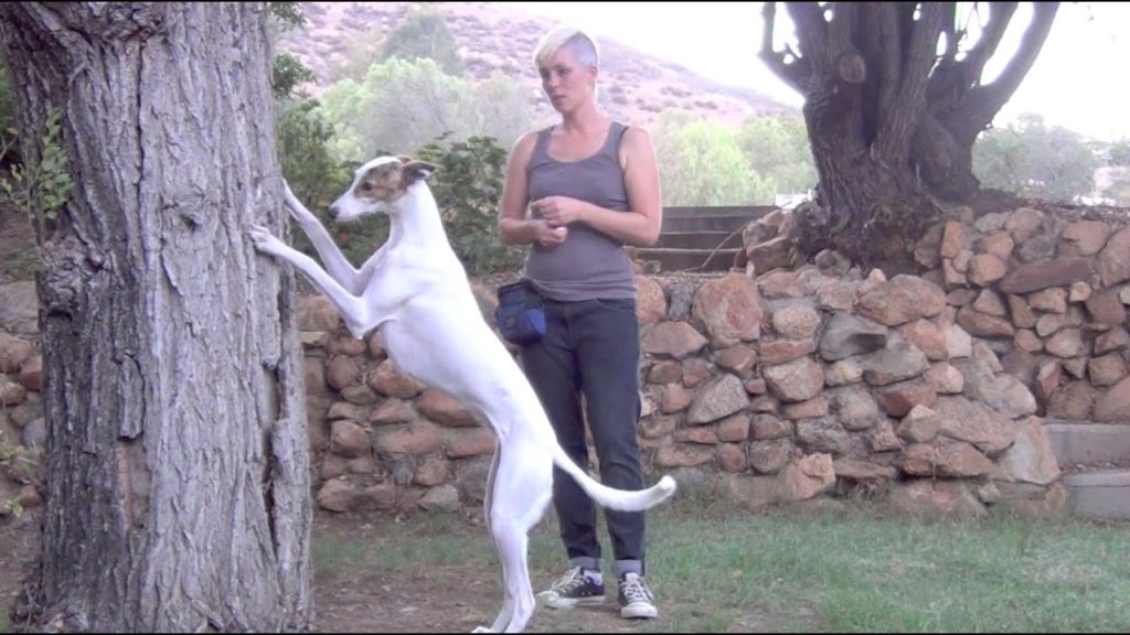 Pawesome Pups: Mastering the “Paws Up” Trick