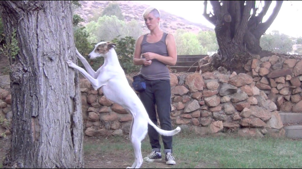 Pawesome Pups: Mastering the “Paws Up” Trick