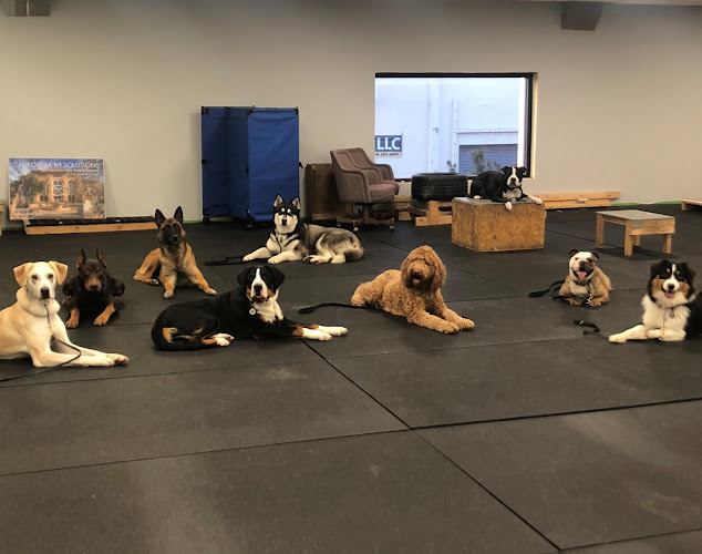 Unleash Your Pup’s Potential with K9 Solutions Dog Training