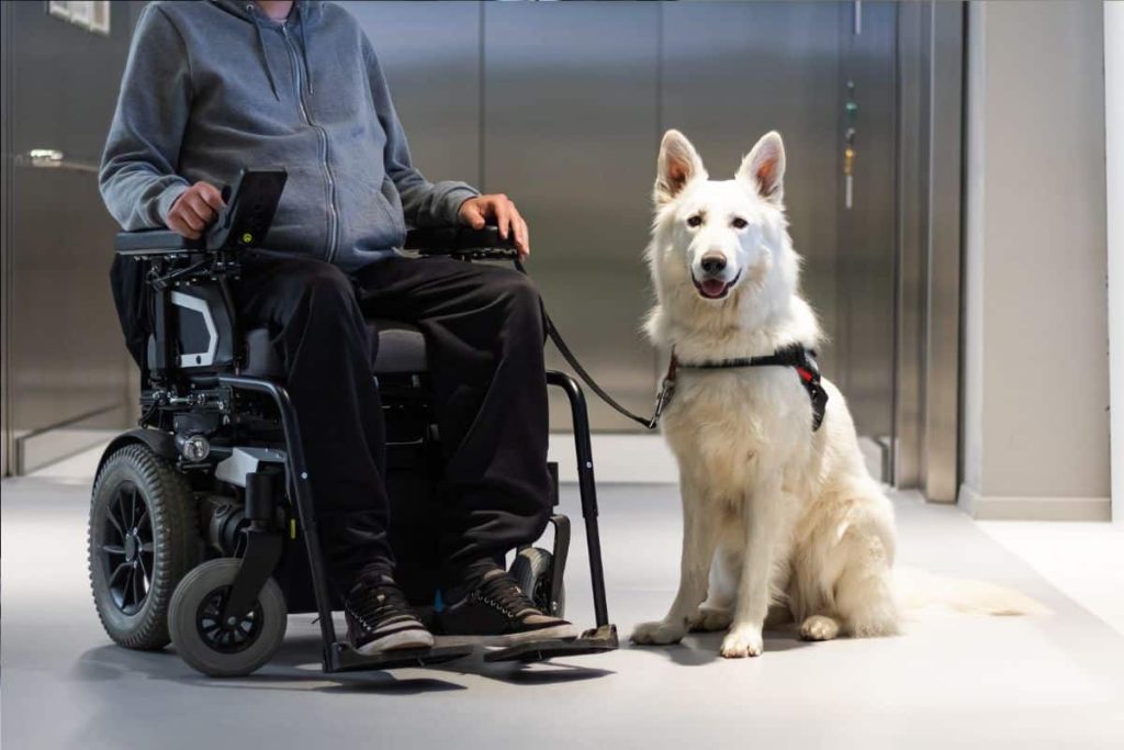 Making a Difference: How to Become a Service Dog Trainer