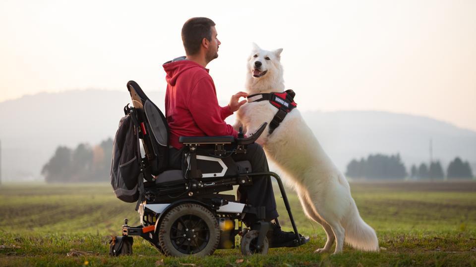 become a service dog  trainer