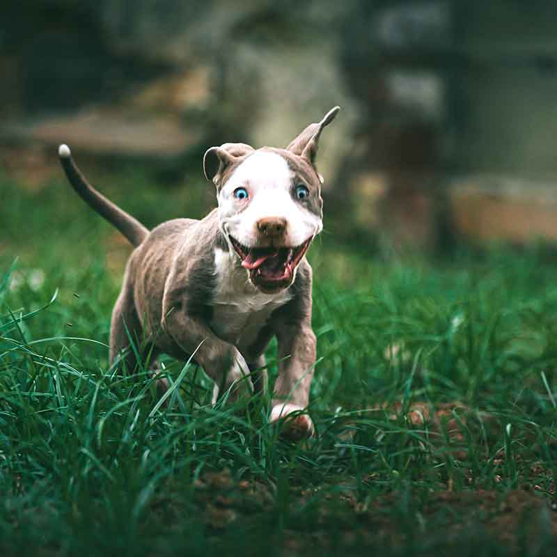 intensive dog training